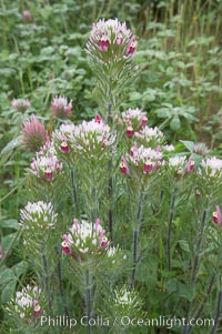 Purple owls clover blooms in spring, Castillejo exserta, San Elijo Lagoon, Encinitas, California