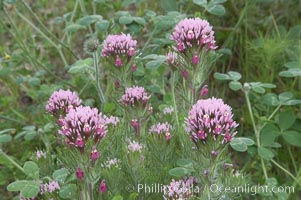 Purple owls clover blooms in spring, Castillejo exserta, San Elijo Lagoon, Encinitas, California