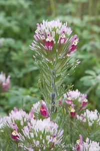 Purple owls clover blooms in spring, Castillejo exserta, San Elijo Lagoon, Encinitas, California