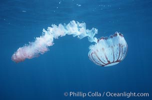 Purple-striped jellyfish, Chrysaora colorata, San Diego, California