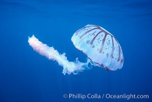 Purple-striped jellyfish, Chrysaora colorata, San Diego, California