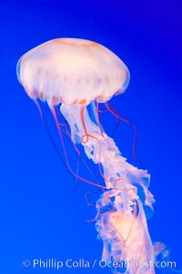 Purple-striped jelly, Chrysaora colorata