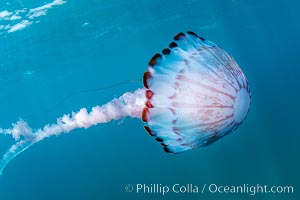 Purple-striped jellyfish, Coronado Islands, Mexico, Coronado Islands (Islas Coronado)