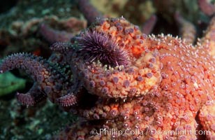 Purple urchin attacked by starfish, Coronados, Strongylocentrotus purpuratus, Coronado Islands (Islas Coronado)