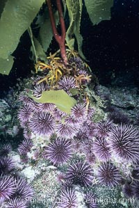 Purple urchins destroying/eating giant kelp holdfast, Macrocystis pyrifera, Strongylocentrotus purpuratus, Santa Barbara Island