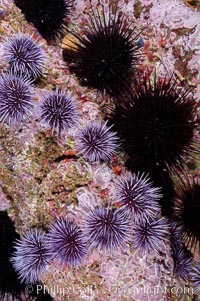 Purple and black sea urchins on a rocky reef.  The urchins will clear all kelp off a reef if their population is not held in balance by predictors.  Santa Barbara Island, Strongylocentrotus purpuratus