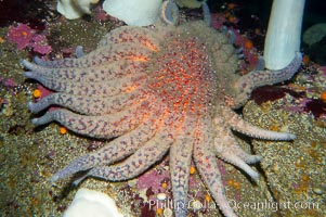 giant starfish