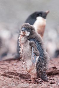 Adelie penguins chick, Shingle Cove, Pygoscelis adeliae, Coronation Island, South Orkney Islands, Southern Ocean