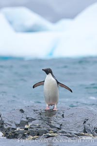 Adelie penguin, Pygoscelis adeliae, Shingle Cove, Coronation Island, South Orkney Islands, Southern Ocean