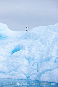 A tiny Adelie penguins stands atop an iceberg, Paulet Island