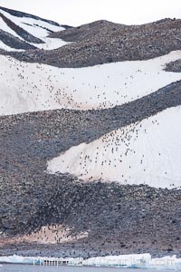 Adelie penguin colony covers the hillsides of Paulet Island, Pygoscelis adeliae