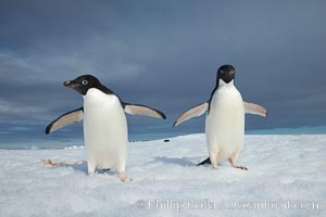 Two Adelie penguins, holding their wings out, standing on an iceberg, Pygoscelis adeliae, Paulet Island