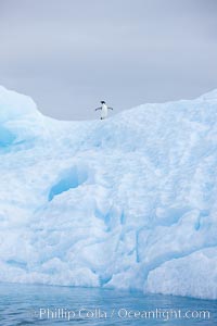 A tiny Adelie penguin stands atop an iceberg, Pygoscelis adeliae, Paulet Island