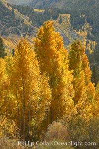 Aspen trees turning yellow in autumn, fall colors in the eastern sierra, Populus tremuloides, Bishop Creek Canyon, Sierra Nevada Mountains