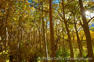 Inside a grove of young yellow aspen trees, in autumn, Populus tremuloides, Bishop Creek Canyon, Sierra Nevada Mountains