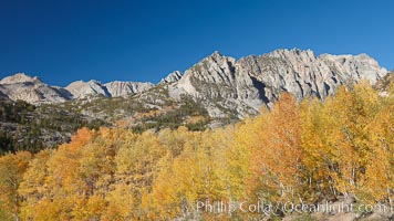 Aspen trees turn gold in fall, with peaks of the Sierra Nevada rising in the distance, Populus tremuloides, Bishop Creek Canyon, Sierra Nevada Mountains