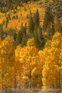 Yellow aspen trees in fall, line the sides of Bishop Creek Canyon, mixed with  green pine trees, eastern sierra fall colors, Populus tremuloides, Bishop Creek Canyon, Sierra Nevada Mountains