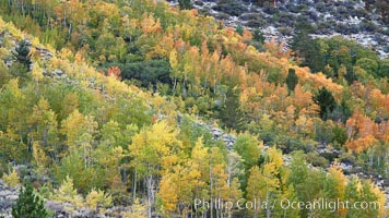 Aspen trees, create a collage of autumn colors on the sides of Rock Creek Canyon, fall colors of yellow, orange, green and red, Populus tremuloides, Rock Creek Canyon, Sierra Nevada Mountains