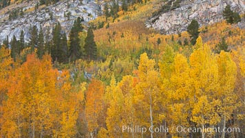 Aspen trees turning yellow in autumn, fall colors in the eastern sierra, Populus tremuloides, Bishop Creek Canyon, Sierra Nevada Mountains