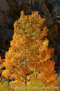 Aspen trees turning yellow in autumn, fall colors in the eastern sierra, Populus tremuloides, Bishop Creek Canyon, Sierra Nevada Mountains