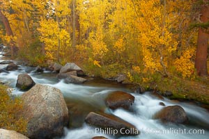 Aspens turn yellow in autumn, changing color alongside the south fork of Bishop Creek at sunset, Populus tremuloides, Bishop Creek Canyon, Sierra Nevada Mountains