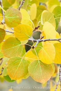 Closeup of aspen leaves as they turn yellow in autumn, Populus tremuloides, Rock Creek Canyon, Sierra Nevada Mountains