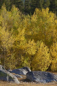 Aspen leaves turn yellow in fall in Rock Creek Canyon, Populus tremuloides, Rock Creek Canyon, Sierra Nevada Mountains