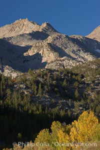 Sierra Nevada mountains, appear above a grove of colorful aspen trees changing to yellow and orange in fall, autumn, Populus tremuloides, Bishop Creek Canyon, Sierra Nevada Mountains