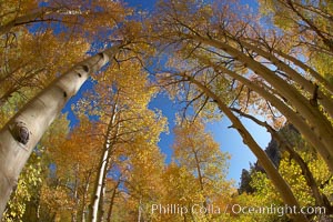 A grove of aspen trees, looking up to the sky along the towering white trunks to the yellow and green leaves, changing color in autumn, Populus tremuloides, Bishop Creek Canyon, Sierra Nevada Mountains