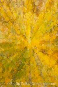 Kaleidoscope of yellow colors as the lens zooms while taking a photo of aspen leaves in autumn, Populus tremuloides, Rock Creek Canyon, Sierra Nevada Mountains