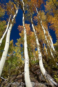 White trunks of aspen trees, viewed upward toward the yellow and orange leaves of autumn and the blue sky beyond, Populus tremuloides, Bishop Creek Canyon, Sierra Nevada Mountains