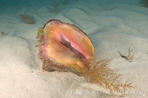 Queen conch, a large common univalve mollusk (snail), animal is retracted into shell, Strombus gigas