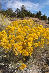 Rabbitbrush, Chrysothamnus, White Mountains, Inyo National Forest