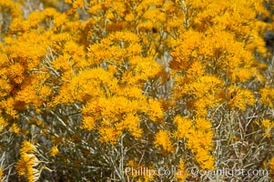 Rabbitbrush, Chrysothamnus, White Mountains, Inyo National Forest