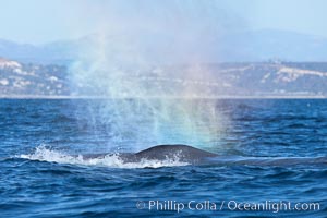 A rainbow forms in a blue whales spout, La Jolla, California