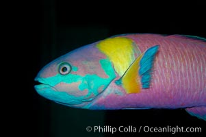 Cortez rainbow wrasse, terminal male phase sometimes referred to as supermale, Thalassoma lucasanum