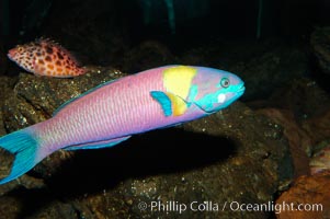 Cortez rainbow wrasse, terminal male phase sometimes referred to as supermale, Thalassoma lucasanum