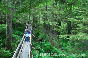 Hikers admire the temperate rainforest along the Rainforest Trail in Pacific Rim NP, one of the best places along the Pacific Coast to experience an old-growth rain forest, complete with western hemlock, red cedar and amabilis fir trees. Moss gardens hang from tree crevices, forming a base for many ferns and conifer seedlings, Pacific Rim National Park, British Columbia, Canada