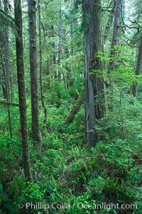 Rainforest Trail in Pacific Rim NP, one of the best places along the Pacific Coast to experience an old-growth rain forest, complete with western hemlock, red cedar and amabilis fir trees. Moss gardens hang from tree crevices, forming a base for many ferns and conifer seedlings, Pacific Rim National Park, British Columbia, Canada