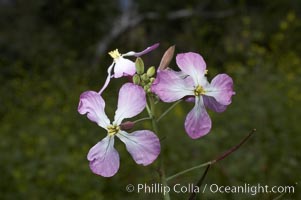 Wild radish blooms in spring, Batiquitos Lagoon, Carlsbad, Raphanus sativus