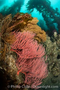 Red gorgonian and California golden gorgonian on underwater rocky reef below kelp forest, San Clemente Island. Gorgonians are filter-feeding temperate colonial species that lives on the rocky bottom at depths between 50 to 200 feet deep. Each individual polyp is a distinct animal, together they secrete calcium that forms the structure of the colony. Gorgonians are oriented at right angles to prevailing water currents to capture plankton drifting by, San Clemente Island. Gorgonians are oriented at right angles to prevailing water currents to capture plankton drifting by, Leptogorgia chilensis, Lophogorgia chilensis