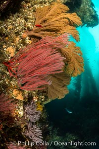 Red gorgonian and California golden gorgonian on underwater rocky reef below kelp forest, San Clemente Island. Gorgonians are filter-feeding temperate colonial species that lives on the rocky bottom at depths between 50 to 200 feet deep. Each individual polyp is a distinct animal, together they secrete calcium that forms the structure of the colony. Gorgonians are oriented at right angles to prevailing water currents to capture plankton drifting by, San Clemente Island. Gorgonians are oriented at right angles to prevailing water currents to capture plankton drifting by, Leptogorgia chilensis, Lophogorgia chilensis