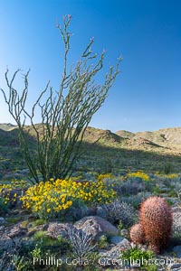 Barrel cactus, brittlebush, ocotillo and wildflowers color the sides of Glorietta Canyon.  Heavy winter rains led to a historic springtime bloom in 2005, carpeting the entire desert in vegetation and color for months, Encelia farinosa, Ferocactus cylindraceus, Fouquieria splendens, Anza-Borrego Desert State Park, Borrego Springs, California