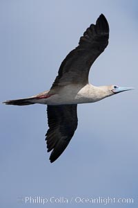 Red-footed booby in flight, Sula sula, Wolf Island