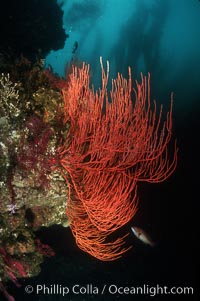 Red gorgonian, Leptogorgia chilensis, Lophogorgia chilensis, San Clemente Island