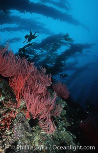 Red gorgonian on rocky reef below kelp forest, Leptogorgia chilensis, Lophogorgia chilensis, Macrocystis pyrifera, San Clemente Island