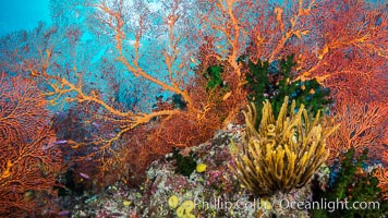 Red Gorgonian and Yellow Crinoid on Coral Reef, Fiji, Crinoidea, Gorgonacea, Tubastrea micrantha, Wakaya Island, Lomaiviti Archipelago