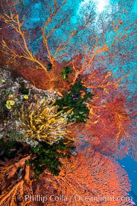 Red Gorgonian and Yellow Crinoid on Coral Reef, Fiji, Crinoidea, Gorgonacea, Plexauridae, Wakaya Island, Lomaiviti Archipelago