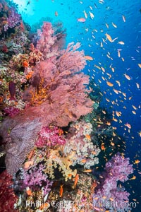 Colorful Dendronephthya soft corals and red gorgonian and schooling Anthias fish on coral reef, Fiji, Dendronephthya, Gorgonacea, Pseudanthias, Vatu I Ra Passage, Bligh Waters, Viti Levu  Island