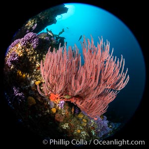 Red gorgonian (Lophogorgia chilensis) on Farnsworth Banks reef, Leptogorgia chilensis, Lophogorgia chilensis, Catalina Island